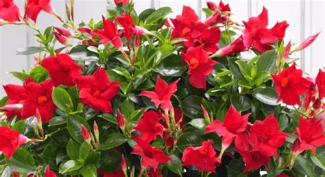 is dipladenia deer resistant|planting dipladenia in the ground.